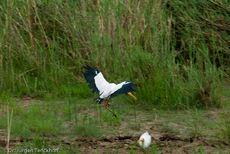 Nimmersatt (20 von 22).jpg